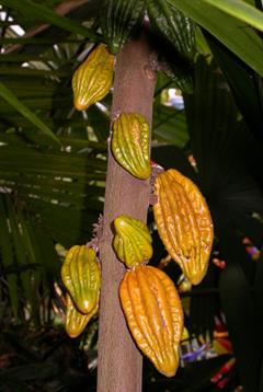 کاکائوی میمون